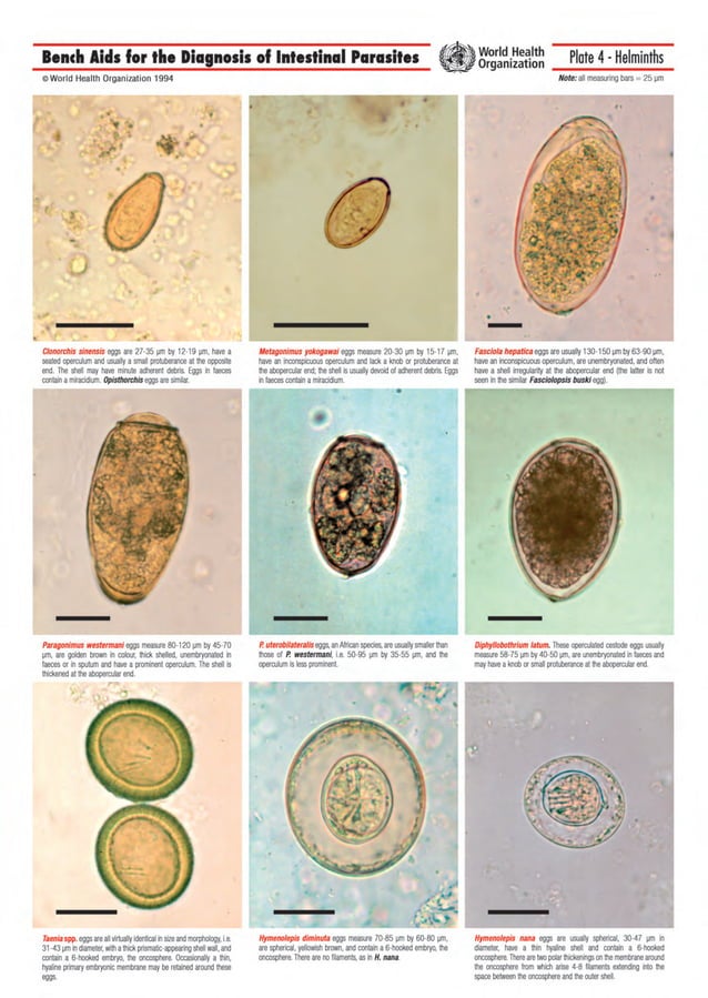 Intestinal Parasites Classification bench aids for the diagnosis of intestinal parasites1.pdf