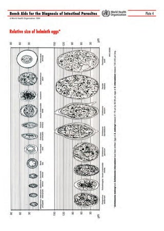 bench aids for the diagnosis of intestinal parasites1.pdf
