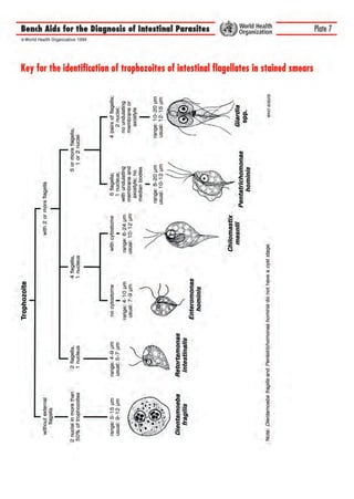 bench aids for the diagnosis of intestinal parasites1.pdf