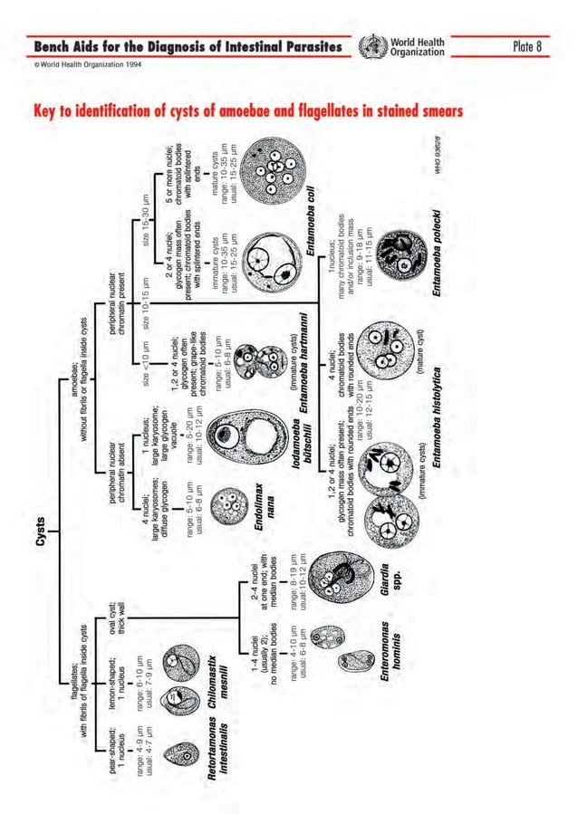 bench aids for the diagnosis of intestinal parasites1.pdf