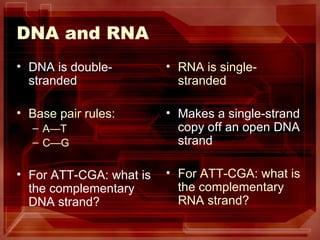 DNA and RNA
• DNA is double-         • RNA is single-
  stranded                 stranded

• Base pair rules:       • Makes a single-strand
  – A—T                    copy off an open DNA
  – C—G                    strand

• For ATT-CGA: what is   • For ATT-CGA: what is
  the complementary        the complementary
  DNA strand?              RNA strand?
 