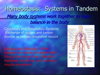 Homeostasis: Systems in Tandem
 Many body systems work together to keep
           balance in the body
Circulatory and Respiratory Systems:
 Exchange of oxygen and carbon
dioxide as cellular respiration occurs


Nervous and Muscular: Work
together for muscle movement and
firing at the proper time. Maintain
heartbeat, breathing, and voluntary
muscle movement
 