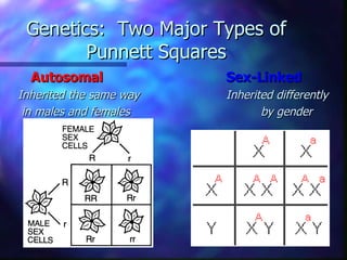 Genetics: Two Major Types of
        Punnett Squares
  Autosomal              Sex-Linked
Inherited the same way   Inherited differently
 in males and females           by gender
 