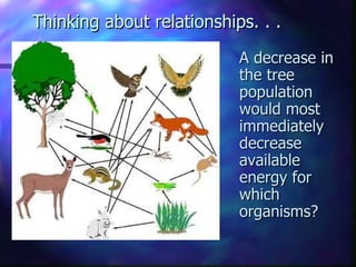 Thinking about relationships. . .
                           A decrease in
                           the tree
                           population
                           would most
                           immediately
                           decrease
                           available
                           energy for
                           which
                           organisms?
 