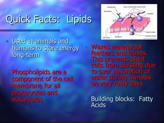 Quick Facts: Lipids

• Used in animals and
  humans to store energy • Waxes waterproof
  long-term                feathers and leaves.
                           This prevents plant
                           cells from bursting due
• Phospholipids are a      to over absorption of
  component of the cell    water during osmosis
  membrane for all         on very rainy days
  prokaryotes and
  eukaryotes             • Building blocks: Fatty
                           Acids
 