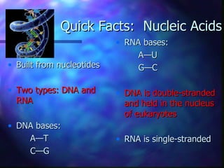 Quick Facts: Nucleic Acids
                           • RNA bases:
                                A—U
• Built from nucleotides        G—C

• Two types: DNA and       • DNA is double-stranded
  RNA                        and held in the nucleus
                             of eukaryotes
• DNA bases:
    A—T                    • RNA is single-stranded
    C—G
 