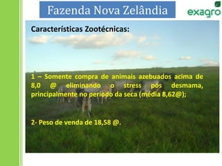 1 – Somente compra de animais azebuados acima de
8,0 @ eliminando o stress pós desmama,
principalmente no período da seca (média 8,62@);
Características Zootécnicas:
2- Peso de venda de 18,58 @.
Fazenda Nova Zelândia
 