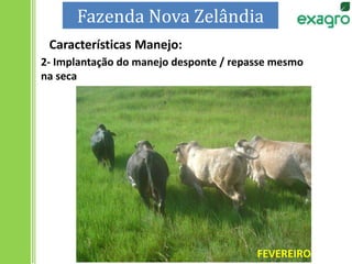 2- Implantação do manejo desponte / repasse mesmo
na seca
FEVEREIRO
Características Manejo:
Fazenda Nova Zelândia
 