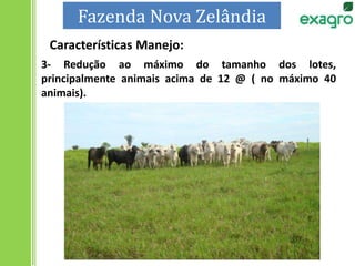 3- Redução ao máximo do tamanho dos lotes,
principalmente animais acima de 12 @ ( no máximo 40
animais).
Fazenda Nova Zelândia
Características Manejo:
 