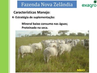 4- Estratégia de suplementação:
Mineral baixo consumo nas águas;
Proteinado na seca.
MAIO
Características Manejo:
Fazenda Nova Zelândia
 