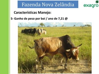 5- Ganho de peso por boi / ano de 7,21 @
Fazenda Nova Zelândia
Características Manejo:
 