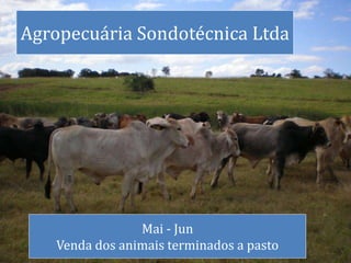 Agropecuária Sondotécnica Ltda
Mai - Jun
Venda dos animais terminados a pasto
 