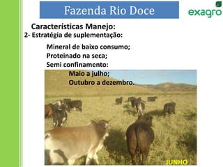 2- Estratégia de suplementação:
Mineral de baixo consumo;
Proteinado na seca;
Semi confinamento:
Maio a julho;
Outubro a dezembro.
JUNHO
Fazenda Rio Doce
Características Manejo:
 