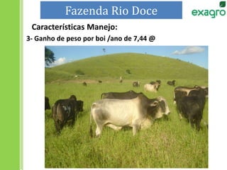 3- Ganho de peso por boi /ano de 7,44 @
Fazenda Rio Doce
Características Manejo:
 