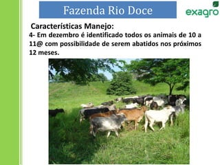 4- Em dezembro é identificado todos os animais de 10 a
11@ com possibilidade de serem abatidos nos próximos
12 meses.
Fazenda Rio Doce
Características Manejo:
 