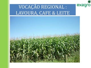 VOCAÇÃO REGIONAL :
LAVOURA, CAFE & LEITE
 