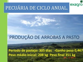 PECUÁRIA DE CICLO ANUAL.
Período de pastejo: 305 dias -Ganho peso 0,467
Peso médio inicial: 208 kg Peso final 351 kg
PRODUÇÃO DE ARROBAS A PASTO
 