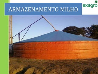 ARMAZENAMENTO MILHO
 