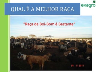 QUAL É A MELHOR RAÇA
“Raça de Boi-Bom é Bastante”
 