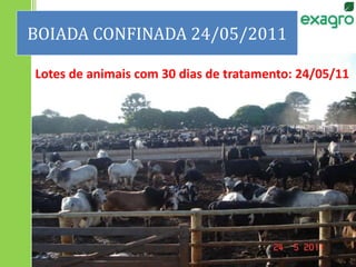 BOIADA CONFINADA 24/05/2011
Lotes de animais com 30 dias de tratamento: 24/05/11
 
