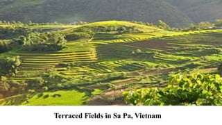 Terraced Fields in Sa Pa, Vietnam
 