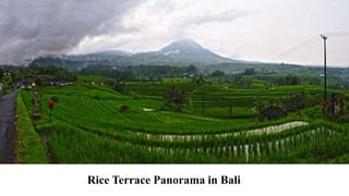 Rice Terrace Panorama in Bali
 