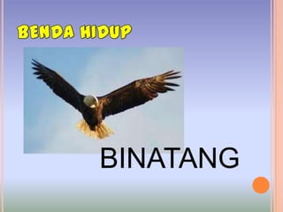 BINATANG
 