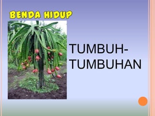 TUMBUH-
TUMBUHAN
 