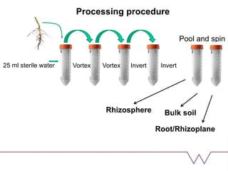 Vortex Vortex Invert Invert
Pool and spin
25 ml sterile water
Processing procedure
Bulk soil
Root/Rhizoplane
Rhizosphere
 