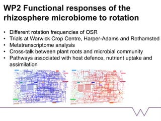 WP2 Functional responses of the
rhizosphere microbiome to rotation
• Different rotation frequencies of OSR
• Trials at Warwick Crop Centre, Harper-Adams and Rothamsted
• Metatranscriptome analysis
• Cross-talk between plant roots and microbial community
• Pathways associated with host defence, nutrient uptake and
assimilation
 