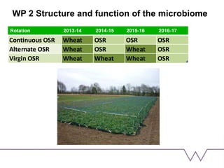 WP 2 Structure and function of the microbiome
Rotation 2014-15 2015-16 2016-17 2017-18
Continuous OSR Wheat OSR OSR OSR
Alternate OSR Wheat OSR Wheat OSR
Virgin OSR Wheat Wheat Wheat OSR
Rotation 2013-14 2014-15 2015-16 2016-17
 