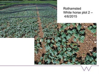 Rothamsted
White horse plot 2 –
4/6/2015
 