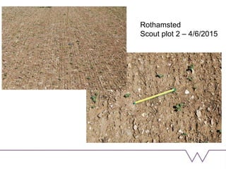 Rothamsted
Scout plot 2 – 4/6/2015
 