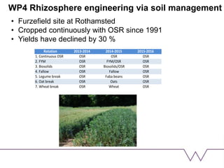 WP4 Rhizosphere engineering via soil management
• Furzefield site at Rothamsted
• Cropped continuously with OSR since 1991
• Yields have declined by 30 %
Rotation 2013-2014 2014-2015 2015-2016
1. Continuous OSR OSR OSR OSR
2. FYM OSR FYM/OSR OSR
3. Biosolids OSR Biosolids/OSR OSR
4. Fallow OSR Fallow OSR
5. Legume break OSR Faba beans OSR
6. Oat break OSR Oats OSR
7. Wheat break OSR Wheat OSR
 
