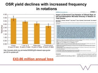 OSR yield declines with increased frequency
in rotations
£43-86 million annual loss
http://cereals.ahdb.org.uk/media/305093/g55-oilseed-rape-guide-
jan-2014-update.pdf
 