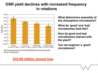 OSR yield declines with increased frequency
in rotations
£43-86 million annual loss
http://cereals.ahdb.org.uk/media/305093/g55-oilseed-rape-guide-
jan-2014-update.pdf
What determines assembly of
the rhizosphere microbiome?
What do ‘good’ and ‘bad’
microbiomes look like?
How do good and bad
microbiomes interact with
the plant?
Can we engineer a ‘good’
microbiome?
 