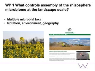 WP 1 What controls assembly of the rhizosphere
microbiome at the landscape scale?
• Multiple microbial taxa
• Rotation, environment, geography
 