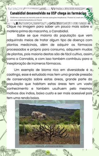 .
Sabe se que maioria da população que vem
adquirindo meios de tratar algum tipo de doença com
plantas medicinais, além de adquirir os fármacos
processados e próprio para consumo, adquirem mudas
de plantas, pois maioria destas são de fácil cultivo, assim
como a Cannabis, e com isso também contribuiu para a
inexploração de inúmeros fármacos.
Um exemplo de bioma rico em diversidade é a
caatinga, esse é estudado mas tem uma grande pressão
de conservação sobre estas áreas, grande parte da
população que habitam estas áreas tem um vasto
conhecimento e também usufruem pelo mesmos
motivos dos índios, baixo custo e ser mais acessível pois
tem uma renda baixa.
Clique na imagem para saber um pouco mais sobre a
matéria prima da maconha, o Canabidiol.
Mateus Pereira/Governo da Bahia
20
 