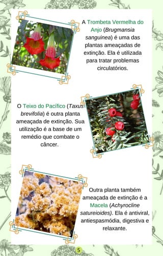 A Trombeta Vermelha do
Anjo (Brugmansia
sanguinea) é uma das
plantas ameaçadas de
extinção. Ela é utilizada
para tratar problemas
circulatórios.
O Teixo do Pacífico (Taxus
brevifolia) é outra planta
ameaçada de extinção. Sua
utilização é a base de um
remédio que combate o
câncer.
Outra planta também
ameaçada de extinção é a
Macela (Achyrocline
satureioides). Ela é antiviral,
antiespasmódia, digestiva e
relaxante.
5
 