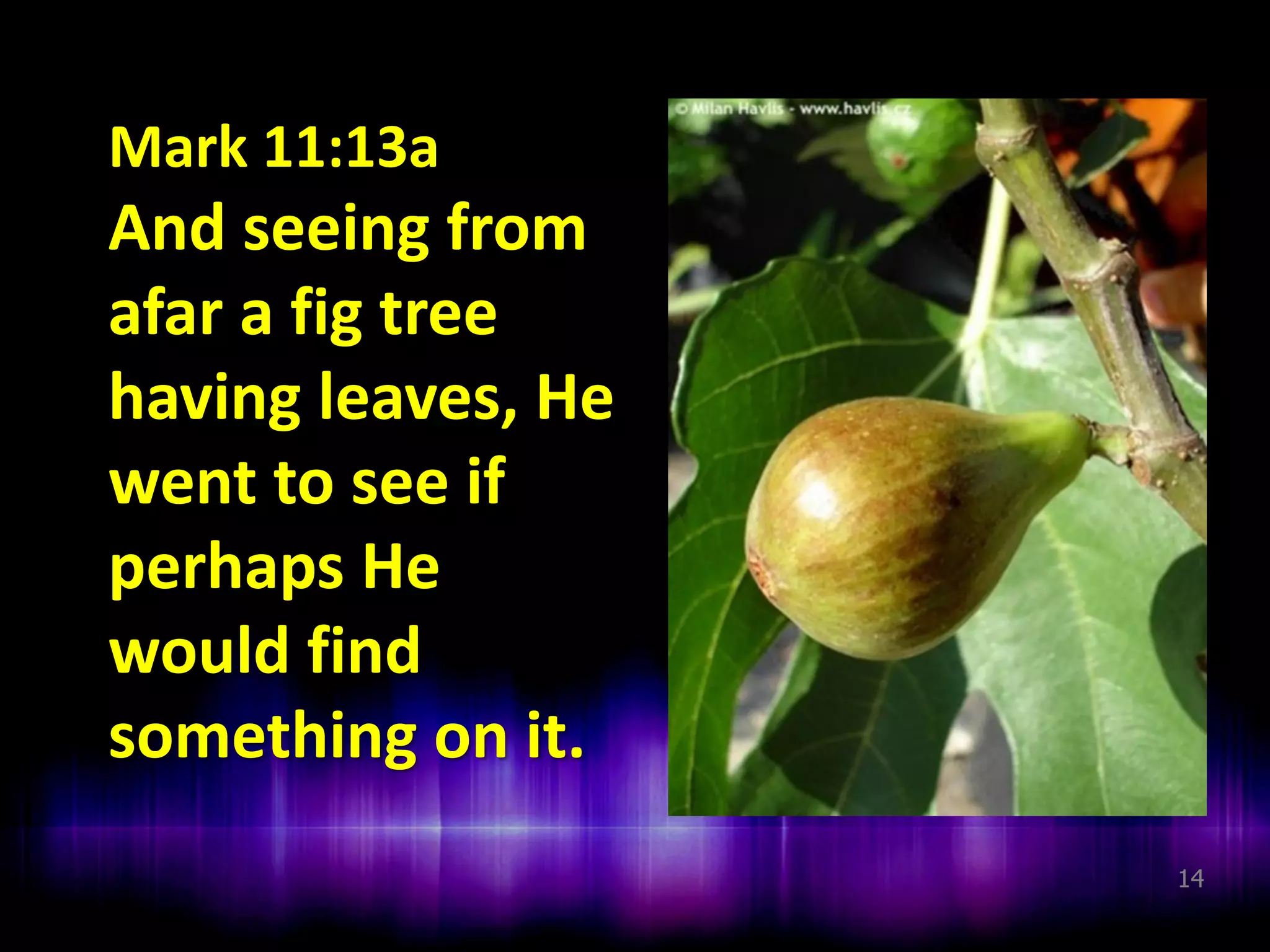 Mark 11:13a

And seeing from
afar a fig tree
having leaves, He
went to see if
perhaps He
would find
something on it.
14

 