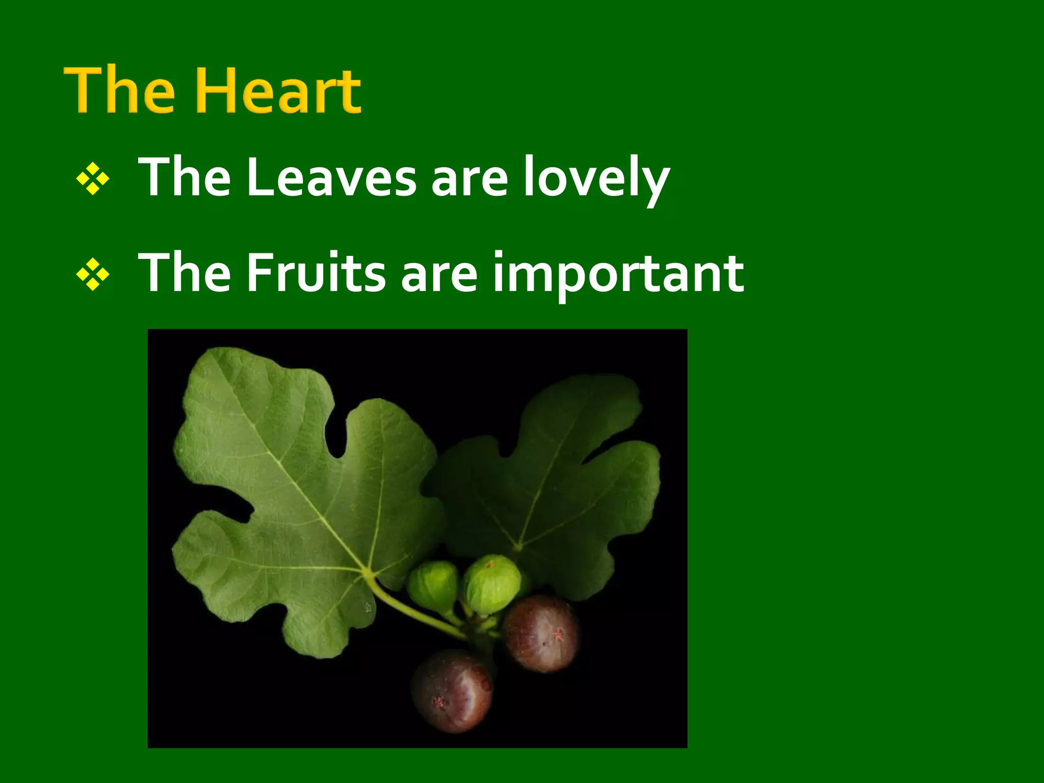 

The Leaves are lovely



The Fruits are important

 