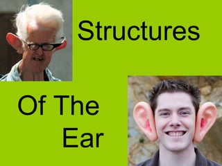 Structures Of The  Ear  