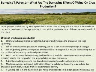 Benedict T. Palen, Jr - What Are The Damaging Effects Of Wind On Crop
Production?
Plant growth is inhibited by wind speed that is more than 10 km per hour. This is how wind can
cause the maximum of damage relating to rain at that particular time of flowering and growth of
the plant.
Effects of wind on crop production
1. Strong wind can develop xerophytic character and increase the chance of the root
uprooting
2. When crops have long exposure to strong winds, it can lead to morphological change
3. When growing plants are exposed to hot winds for a long time, it results in dwarfing due to
the problem of reduced growth and plant tissue
4. Wind can increase the water required by the crop and also increase evapotranspiration. It
is mainly due to the removal of the accumulated air near the leaves
5. Calm the moderate air and the dew deposition due to under soil moisture stress
6. Moderate winds can impact pollination. Heavy wind during flowering can reduce the
chance of pollination, reduce fruit set and increase sterility
7. If wind speed is more than 50 km per hour, it will lead to crop lodging and often heavy loss
 