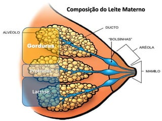 Gorduras
Proteínas
Lactose
Composição do Leite Materno
 