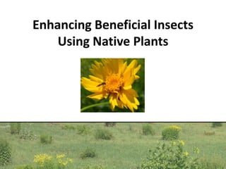 Enhancing Beneficial Insects
Using Native Plants
 