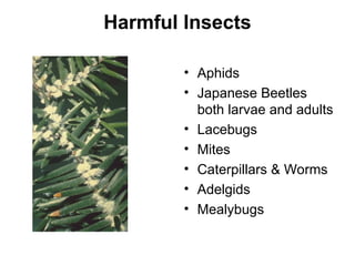 Curated visual reference: Fresh Look at Beneficial And Harmful Insects Powerpoint