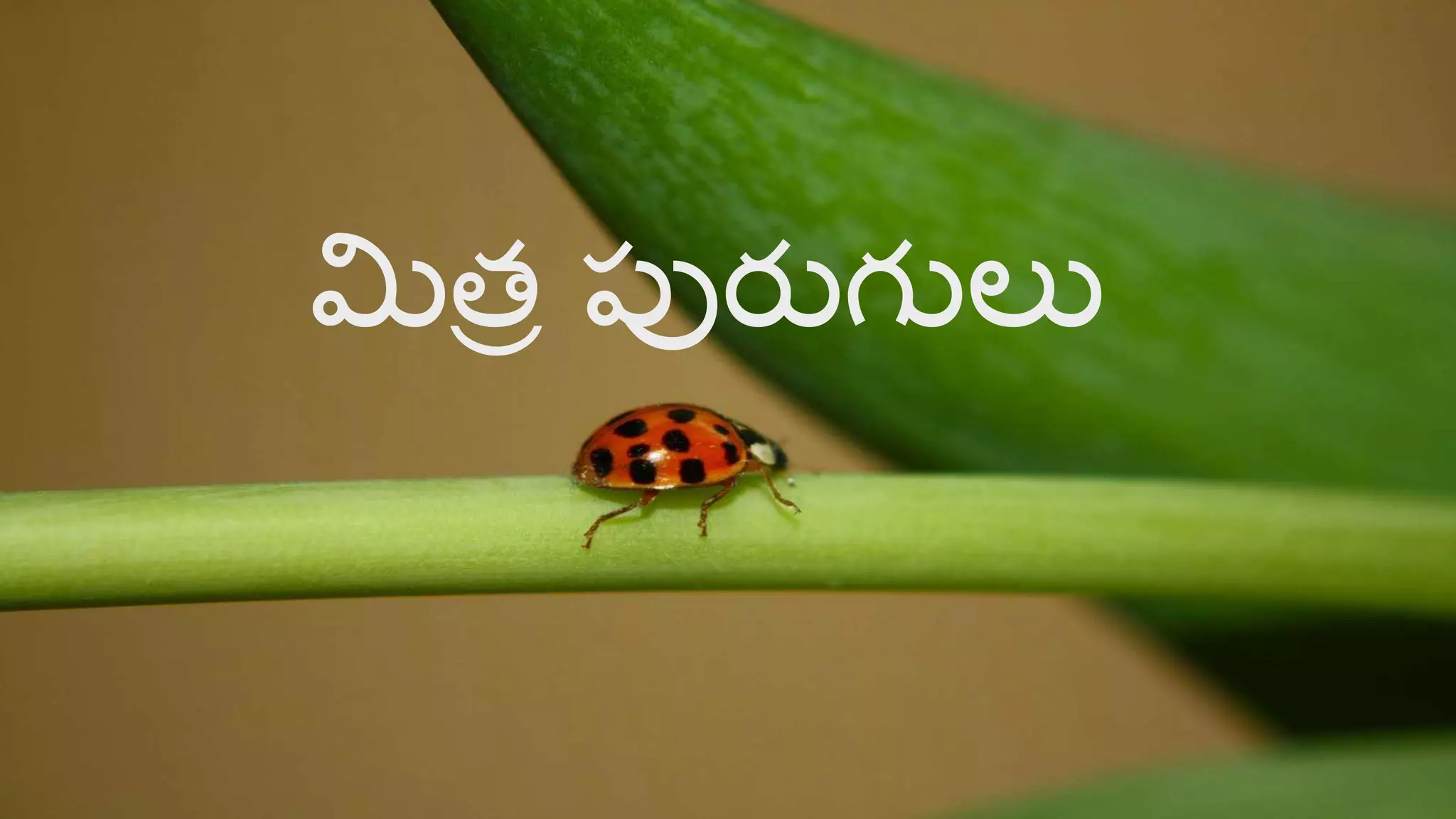 Telu Insect Beneficial insects (telugu) | PDF