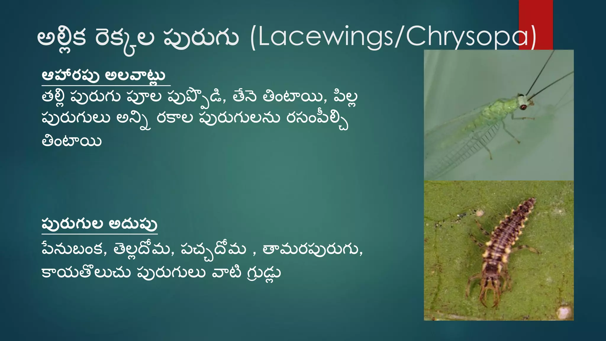 Telu Insect Beneficial insects (telugu) | PDF