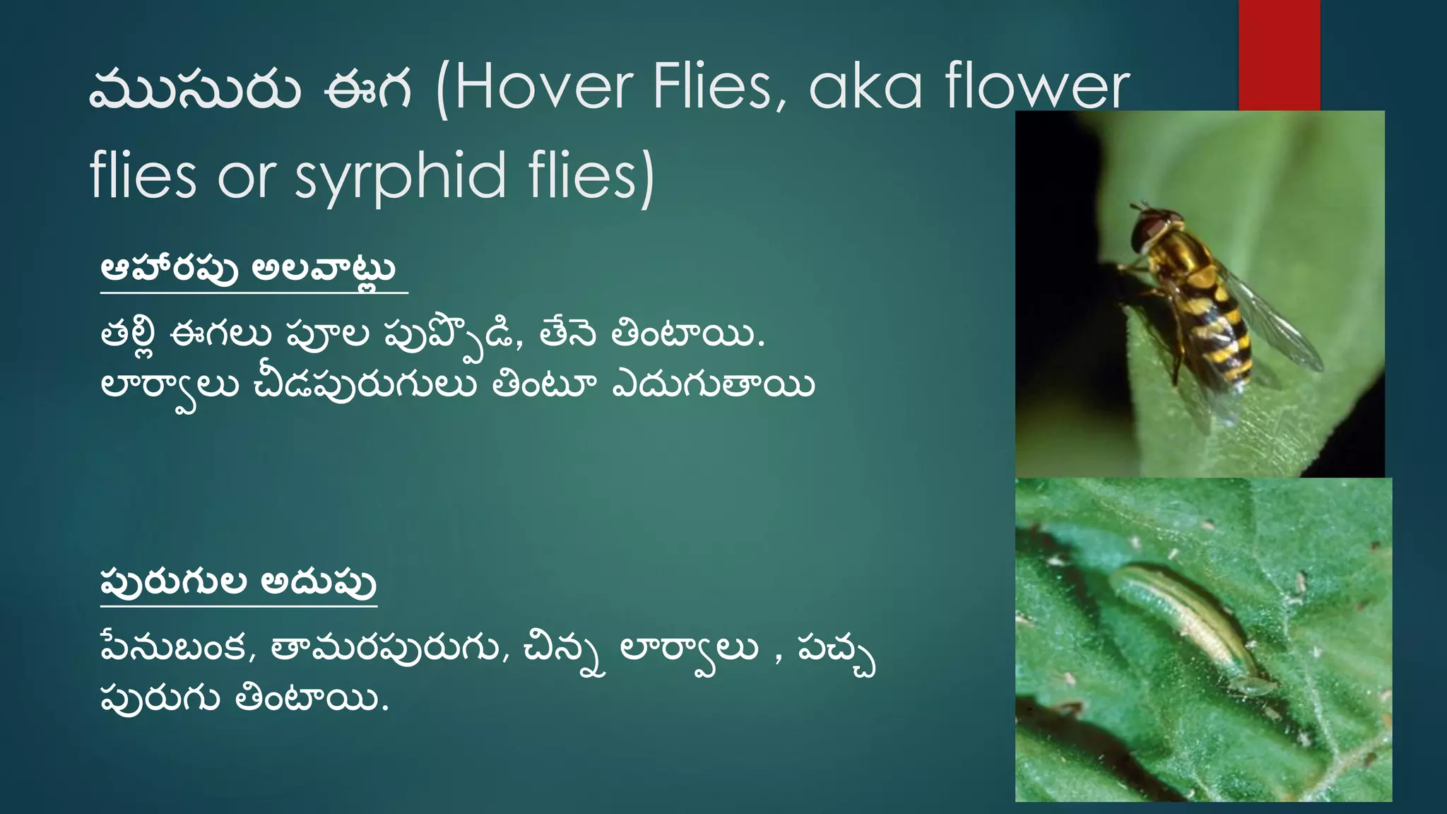 Telu Insect Beneficial insects (telugu) | PDF
