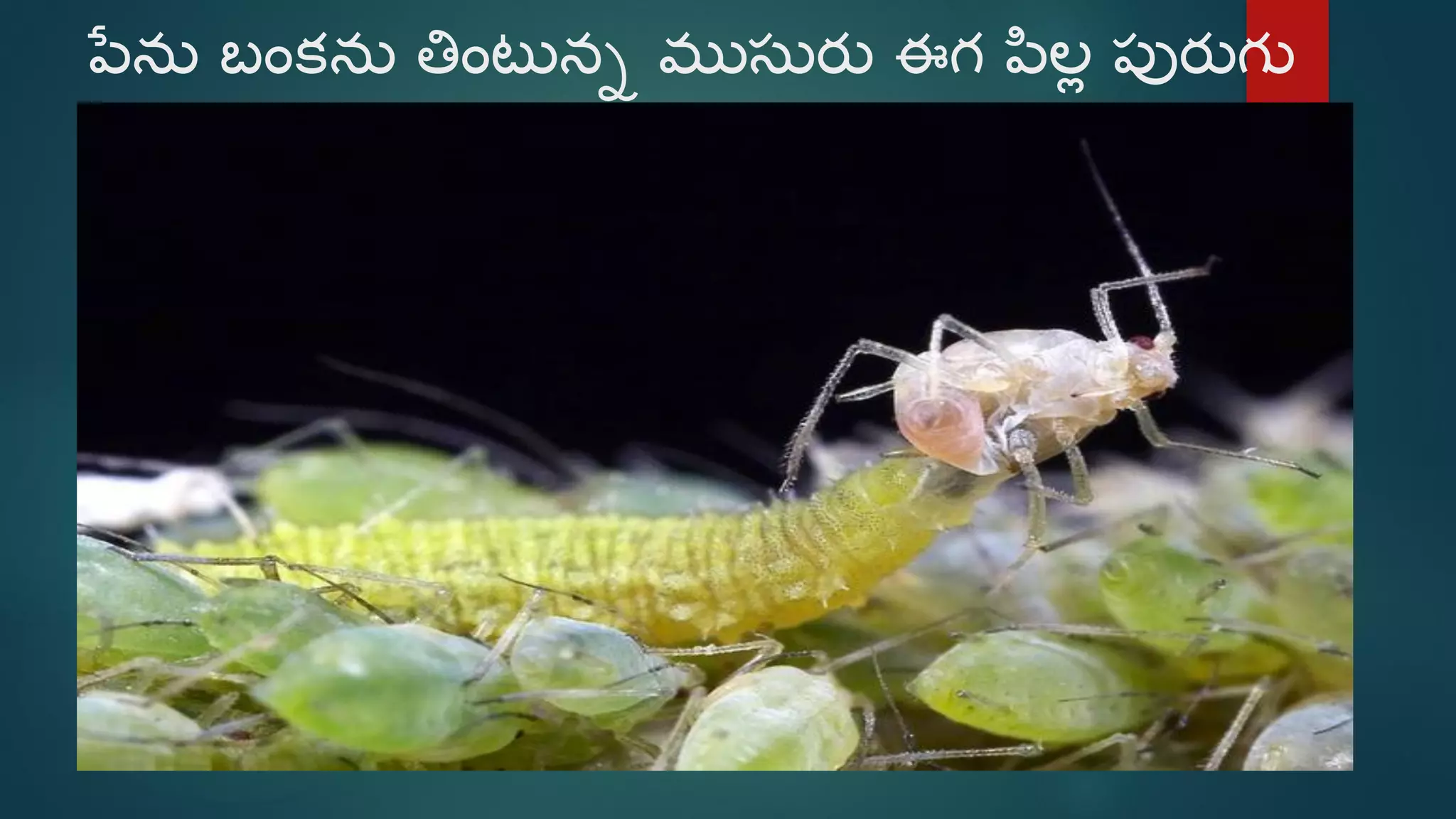 Telu Insect Beneficial insects (telugu) | PDF